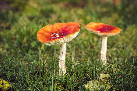 蘑菇在秋天的草坪上图片