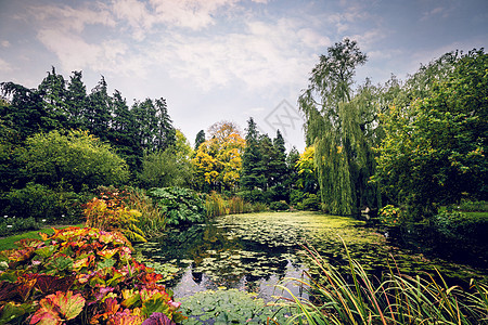 园艺池塘 有各种颜色美丽的植物图片