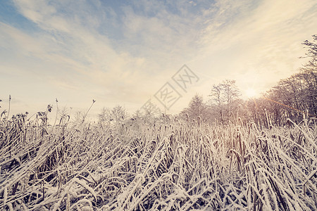 冬季寒冷自然的荒野;图片