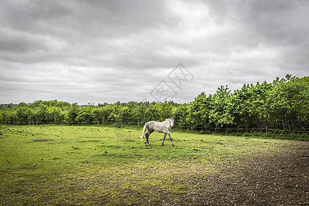 白马在有栅栏的田地上行走图片