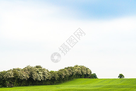 春天树林盛开的风景图片