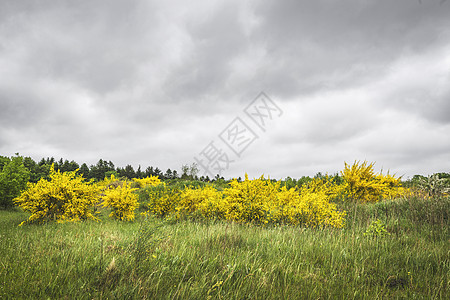 在绿色草原上用美丽的黄色颜色的灌木丛图片