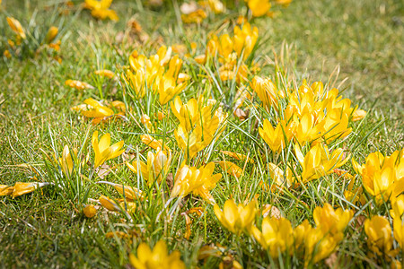 黄色的春花花朵图片