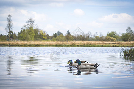 春天时在河中鸭子 在大自然里图片