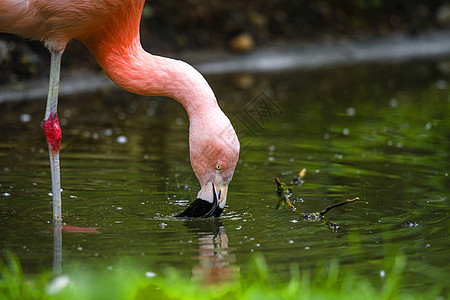 来自池塘的粉红法拉明戈饮用水图片