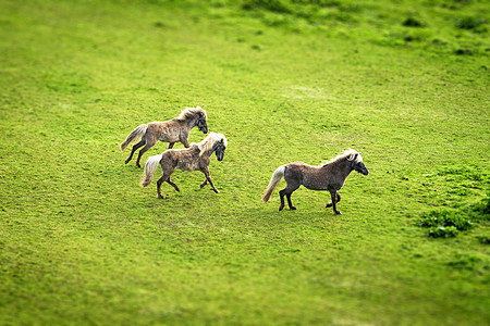 三匹马在绿地上奔跑图片