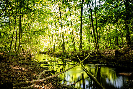 绿色森林中平静的河流 带反光图片
