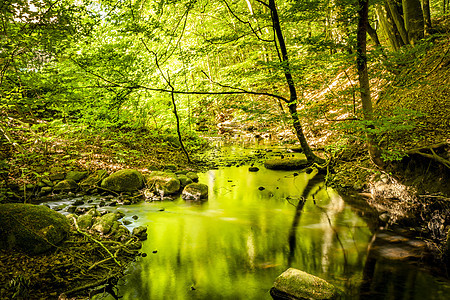 夏季的绿色森林 反映着颜色图片