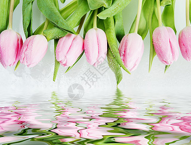 粉红郁金香花在水中反射活动花束插图绿色粉色边界波浪叶子郁金香白色图片