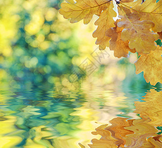 秋季背景 黄色叶子在水中反射森林波浪波纹框架环境宏观风景阳光季节公园图片