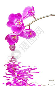 粉红兰花的白色背景 在水中反射植物脆弱性粉色黑色波纹紫色红色波浪枝条花瓣图片