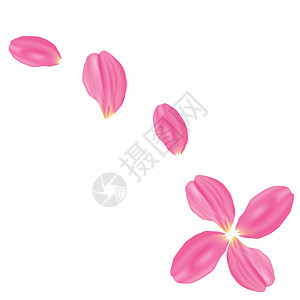 设置粉红色的玫瑰花瓣 白色背景樱花卡片花瓣作品热带投标飞行紫色婚礼庆典图片
