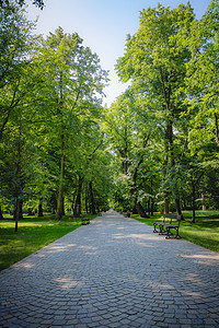 华沙波兰Lazienki公园绿树的美丽小巷晴天风景环境车道场景荒野森林季节视野木头图片