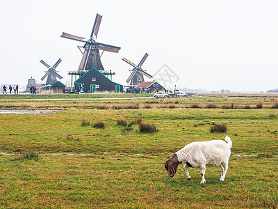 棕白山羊和有风车的白白山羊农场农村动物天空国家旅游场地旅行草地农业图片
