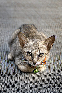 小猫猫的肖像眼睛小猫猫科虎斑毛皮动物宠物图片