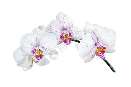 白兰花花瓣活力脆弱性热带粉色白色植物图片