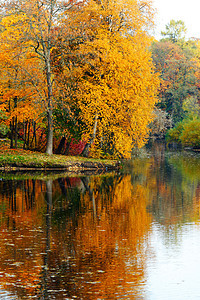 美丽的秋季风景公园叶子森林木头橙子池塘季节绿色反射环境图片