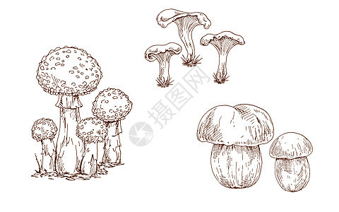 蘑菇橙色帽牛肝菌 飞木耳和鸡油菌轮廓隔离在白色背景 眉毛轮廓 季节性秋季系列插图图片