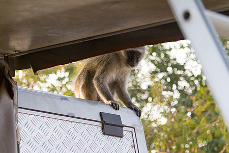 坐在博茨瓦纳一辆汽车上的动脉猴子图片