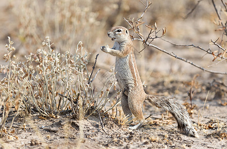 松鼠角旅行地面旱獭跨境公园沙漠野生动物图片