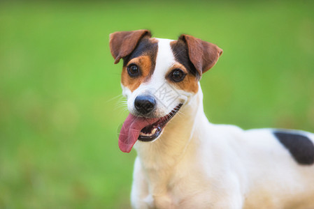 在草地上的公园里狗猎犬小狗动物朋友鼻子犬类晴天伴侣游戏舌头图片