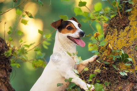 在草地上的公园里狗犬类朋友伴侣哺乳动物晴天太阳鼻子舌头游戏猎犬图片