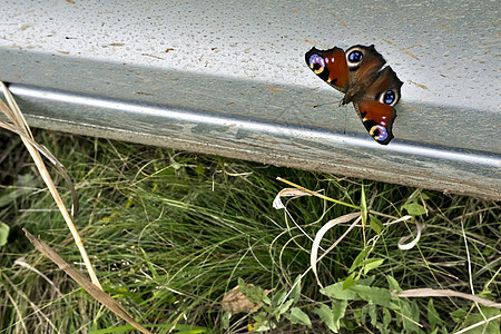 蝴蝶孔雀眼坐在车门上图片