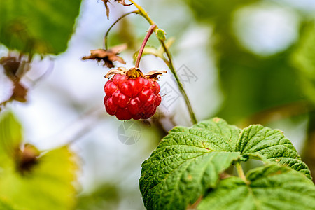 树枝上的野草莓莓衬套绿色植物花园树叶农业收成季节水果森林图片