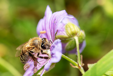 花上蜜蜂 插花结花 宏观绿色植物花瓣熊蜂黄色紫色花粉花蜜飞行花园图片