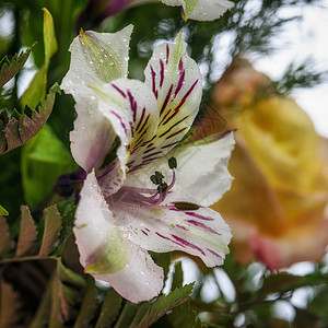 莉莉花紧闭紫色植物群花朵花园玫瑰宏观花瓣绿色植物白色图片