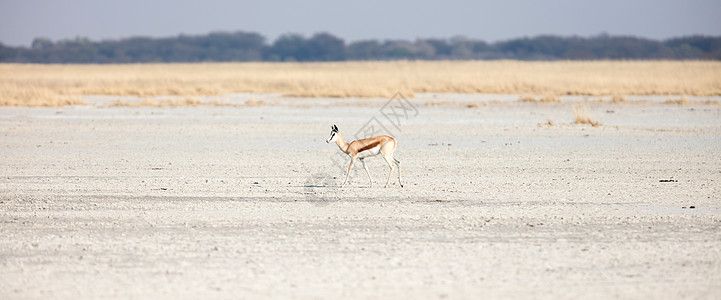 的孤单春博克沙漠荒野哺乳动物追求羚羊野生动物风景跳羚植被喇叭图片