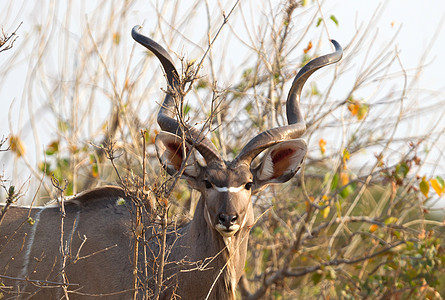纳米比亚大库杜野生动物动物羚羊水平牛科荒野男性图片