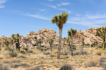 约书亚树步道岩石荒野公园棕榈风景巨石蓝色植物沙漠图片