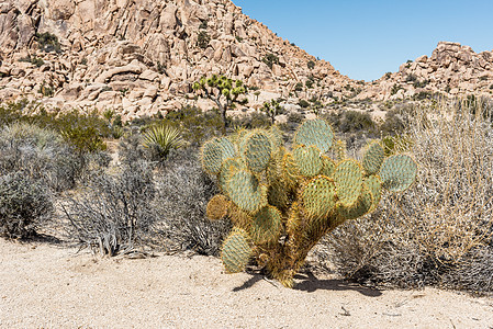 柳原一带的甘油叶酸美元联合刺角仙人掌关节仙境沙漠绿色荒野公园植物巨石风景岩石图片