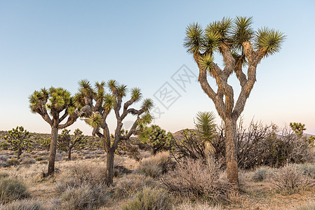 Joshua 树沙漠荒野植物风景日落公园棕榈图片