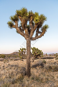 Joshua 树风景荒野棕榈公园沙漠日落植物图片