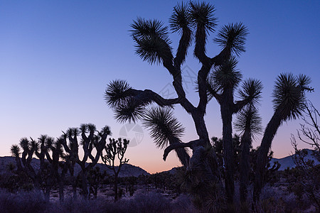 在斯图布西边的黄昏 Joshua 树棕榈沙漠天空蓝色日落风景轮廓公园荒野植物图片
