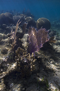 活珊瑚礁鱼类海洋珊瑚海上生活浮潜荒野阳光海床潜水海景图片