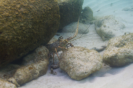 加勒比斯皮龙虾图片