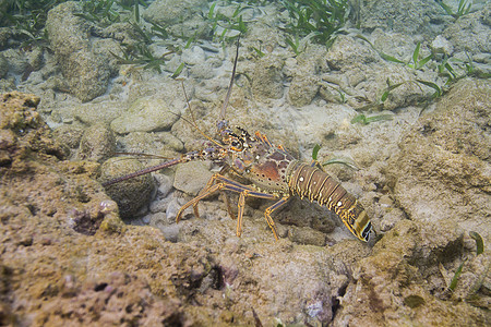 加勒比脊椎龙虾热带贝类相片荒野潜水摄影海洋珊瑚甲壳动物图片