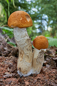 天然环境中的铀浓缩液烹饪桔皮橙子荒野宏观季节美食叶子植物森林图片