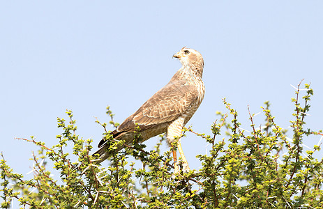 卡拉哈里省Goshawk图片