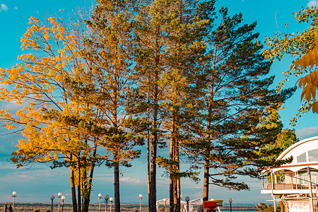 反对明亮的蓝色 sk 的秋天树分支机构植物小径天空叶子拼贴画公园橙子金子树木图片