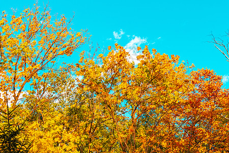 反对明亮的蓝色 sk 的秋天树边界阳光晴天艺术金子分支机构叶子天空远景衬套图片