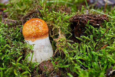 天然环境中的铀浓缩液季节叶子森林荒野蘑菇烹饪宏观菌类桔皮刀疤图片