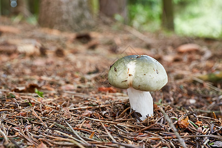 自然环境中的木头美食森林野生动物食物荒野植物植物群宏观烹饪图片