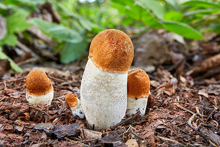 天然环境中的铀浓缩液植物桔皮荒野食物橙子植物群蘑菇叶子季节宏观图片