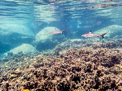 Blacktip珊瑚礁鲨鱼的水下照片图片