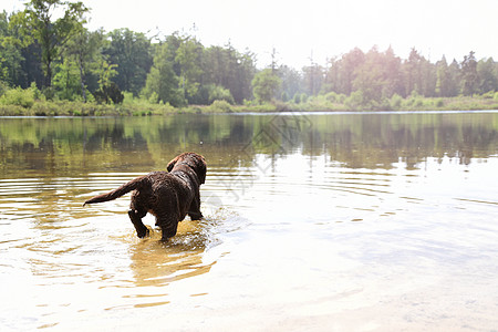游泳的狗可爱的年轻拉布拉多小狗狗跑进水里游泳背景