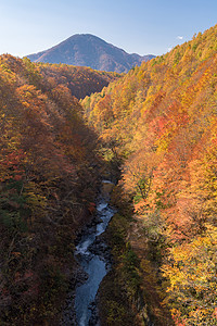 中津川福岛秋天旅行峡谷溪流季节游客绿色旅游树叶叶子森林图片